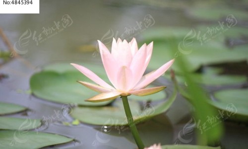 玫瑰菊花桑椹茶的功效网—知名的桑葚干与玫瑰花菊花杞子冲水好吗网站,分享玫瑰菊花桑葚茶的功效知识