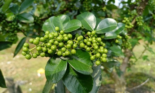 玫瑰菊花桑葚茶的功效-玫瑰菊花桑椹茶的功效网—知名的桑葚干与玫瑰花菊花杞子冲水好吗网站,分享玫瑰菊花桑葚茶的功效知识