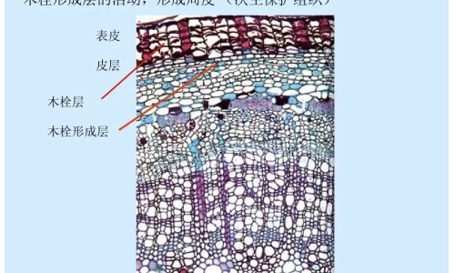 玫瑰菊花桑椹茶的功效网—知名的桑葚干与玫瑰花菊花杞子冲水好吗网站,分享玫瑰菊花桑葚茶的功效知识