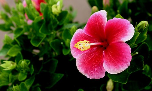 桑葚玫瑰花菊花枸杞泡水能改善失眠吗-玫瑰菊花桑椹茶的功效网—知名的桑葚干与玫瑰花菊花杞子冲水好吗网站,分享玫瑰菊花桑葚茶的功效知识